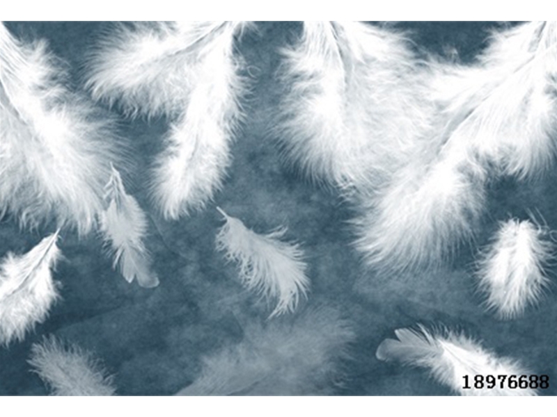 现代另类简约-羽毛