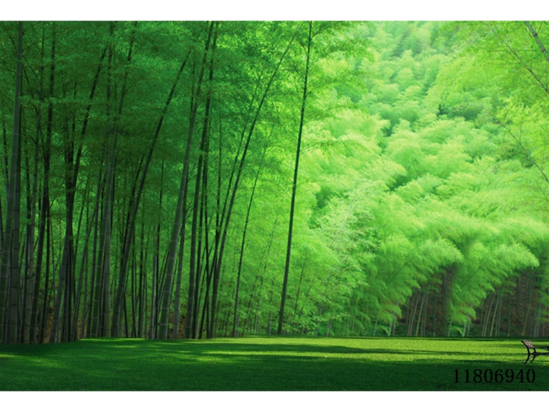 现代简约另类-风景-竹林