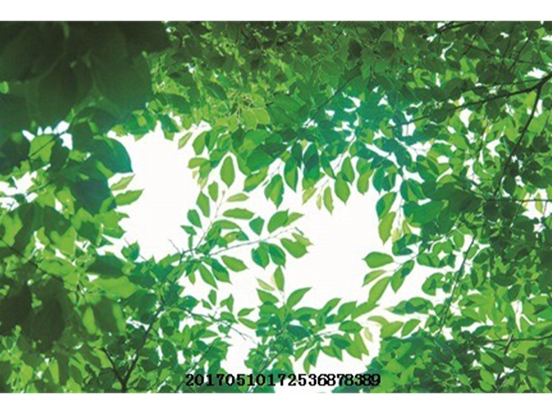 玄关系列-大树吊顶